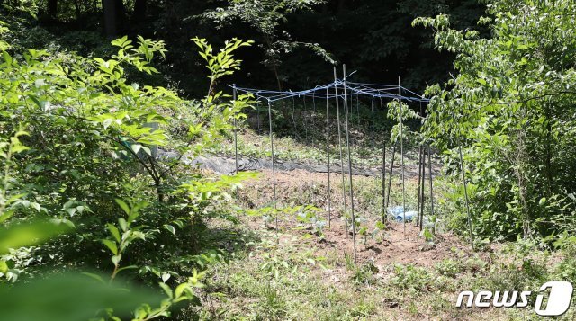 지뢰지대 안에 있는 텃밭 © News1