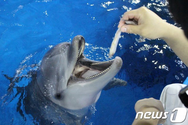 9일 장생포 고래생태체험관 보조풀장에서 아기 돌고래 ‘고장수’가 조련사로부터 먹이를 받아 먹고 있다. © News1