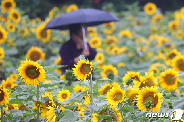 비가 내린 14일 제주시 애월읍 항파두리항몽유적지 인근에 조성된 해바라기밭에서 관광객들이 사진을 찍으며 즐거운 시간을 보내고 있다.2019.6.14/뉴스1 © News1