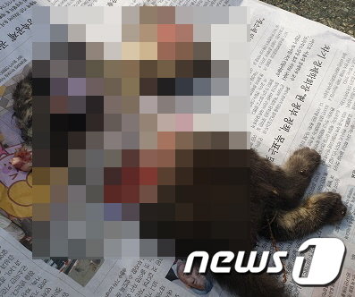 아파트 주차장에서 발견된 길고양이 사체.(부산지방경찰청 제공) /© 뉴스1