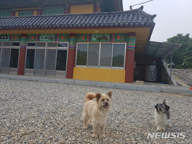 경남 고성군 마암면 감동마을에 소재한 ‘보현사’ 스님이 키우는 견공 두마리가 밤중에 크게 짖어 대형 화재를 예방한 사실이 알려져 화제가 되고 있다.18일 고성군에 따르면 지난 13일 밤 11시 50분께 감동마을 한 주택에서 발생한 화재 당시 두 견공 포돌이(10살)와 정월이(2살)가화재 발생 사실을 알아차리고 주인에게 알려 화재를 예방하고 홀로 살고 있는 노인도 구한 것으로 알려졌다. 사진=뉴시스(고성군 제공)