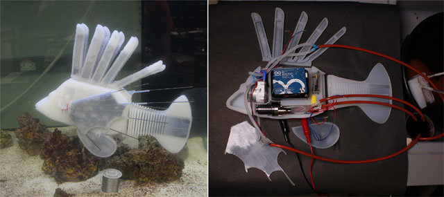 미국 코넬대와 펜실베이니아대 연구팀이 개발한 로봇 물고기가 수조 속을 헤엄치고 있다(왼쪽 사진). 미국 코넬대와 펜실베이니아대 연구팀이 개발한 로봇 물고기의 내부 구조가 공개됐다. 지느러미의 회색 부분은 물고기에게 전원을 공급하는 ‘레독스 흐름 배터리’다. 로봇 내부에 흰색 혈관처럼 보이는 부분은 전해액이 이동하는 통로다. 펜실베이니아대 제공