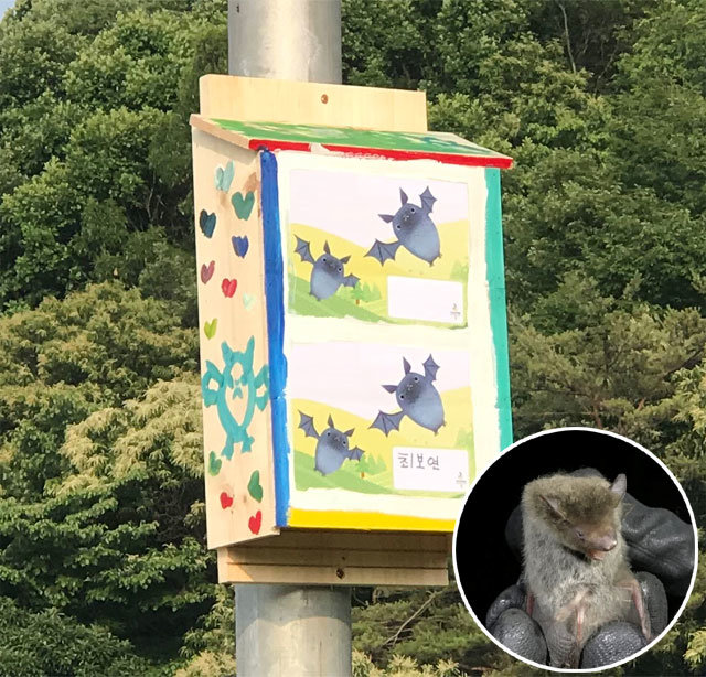 국립생태원과 충남연구원은 22일 충남 청양군에서 집박쥐(작은 사진)들이 서식할 수 있는 ‘배트 박스’ 만들기 행사를 열었다. 국립생태원 제공