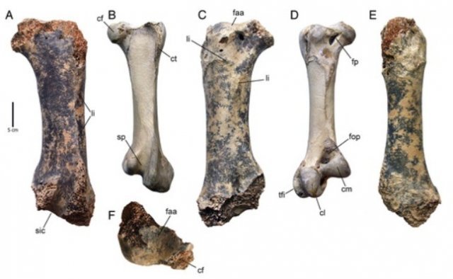 흑해에서 발견된 거대새 대퇴골(A,C,E)과 현생 타조(B,D)의 대퇴골 비교