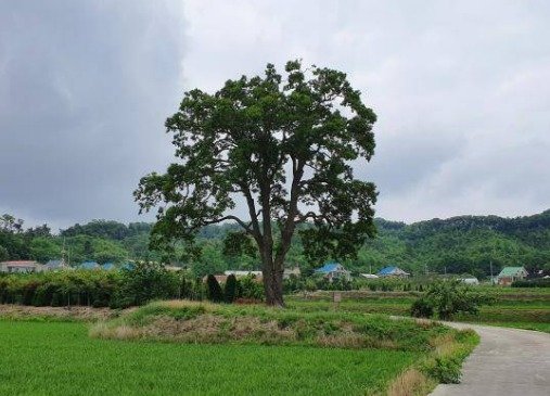 포천 초과리 오리나무.(문화재청 제공)© 뉴스1