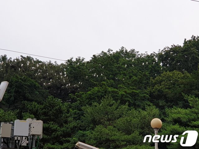 구지봉 인근 아파트에서 바라본 백조떼(김해시 제공) /© 뉴스1