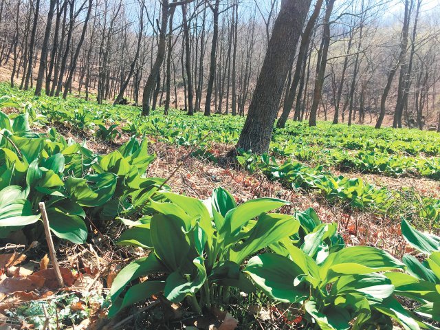 한국임업진흥원은 건강한 숲속에서 자연으로 생산된 임산물을 검증해 ‘청정숲푸드’라는 새 브랜드를 탄생시켰다. 사진은 농약이나 화학비료를 사용하지 않고 키워지고 있는 산마늘. 한국임업진흥원 제공