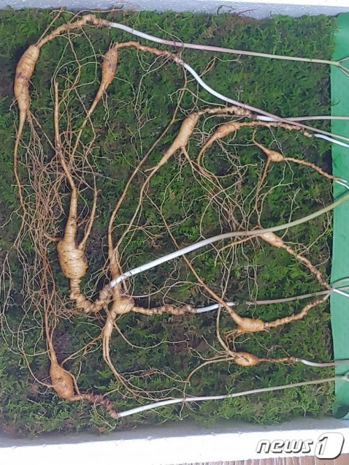 지난 16일 함양의 지리산기슭 산속에서 이종석씨가 70년 이상의 천종산삼 8뿌리를 발견했다(함양군 제공)© 뉴스1