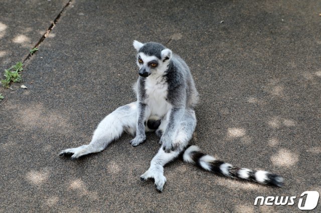 19일 오전 경기 과천시 서울대공원에서 알락꼬리여우원숭이가 사육사가 준비한 여름 특식을 먹으며 더위를 식히던 중 앉아 있다. © News1