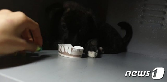 지난 22일 오후 인터넷으로 방송된 BJ양팡의 개인방송 영상 캡처. 물품보관함 안에 갇혀있던 강아지 한마리가 물을 마시고 있다. © 뉴스1