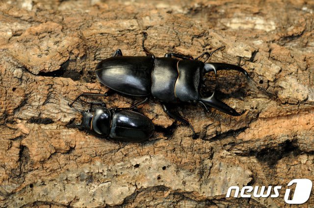 넓적사슴벌레.(충북도 제공)© 뉴스1