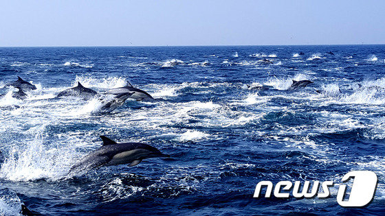 참돌고래떼 © News1 DB