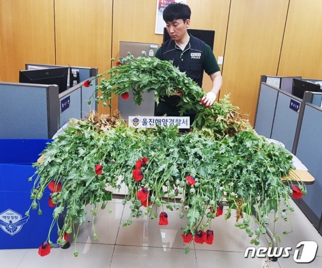 해경이 압수한 양귀비.(해양경찰청제공)