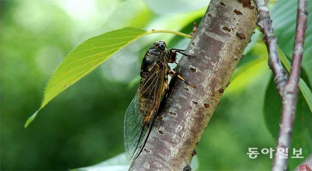 27도 이상 기온에서 더 잘 우는 말매미. 동아일보DB