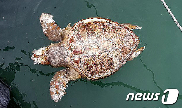 10일 오전 11시쯤 제주 서귀포시 성산읍 온평포구에서 발견된 붉은바다거북 사체.(서귀포해양경찰서 제공)© 뉴스1