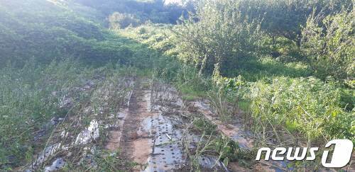 80세 할머니가 숨진 채 발견된 경남 거제시 장목면 관포리 텃밭 모습.(경남소방본부 제공)