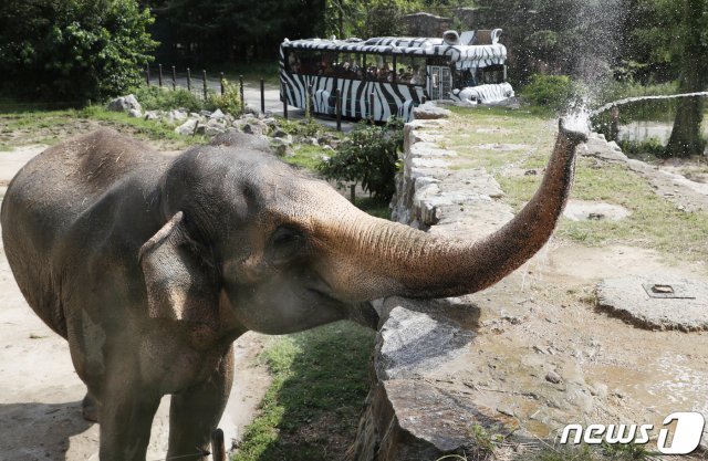 폭염 특보가 발효된 9일 오후 대전 오월드에서 사육사가 더위에 지친 코끼리에게 물을 주고 있다. 2019.8.9/뉴스1 © News1