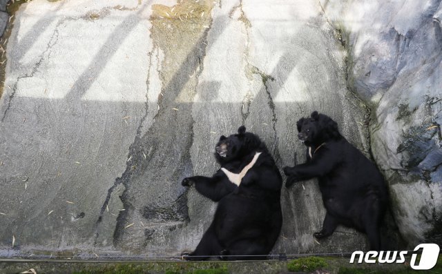 폭염 특보가 발효된 9일 오후 대전 오월드에서 더위에 지친 곰들이 그늘에 누워 더위를 식히고 있다. 2019.8.9/뉴스1 © News1
