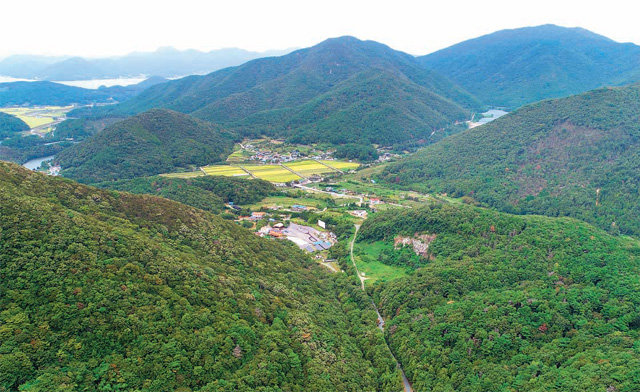 경남 거제시가 국립난대수목원을 유치하려는 거제시 동부면 구천리 국유림. 거제시 제공