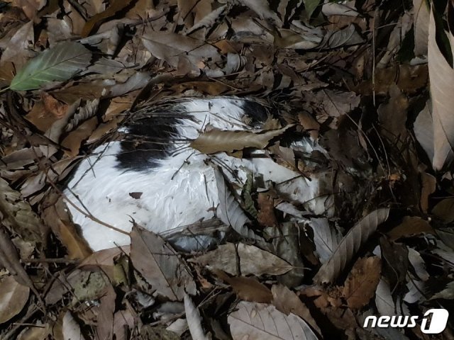부산 해운대구 센텀시티 한 아파트 화단에서 발견된 길고양이 사체.(동물자유연대 제공)© 뉴스1