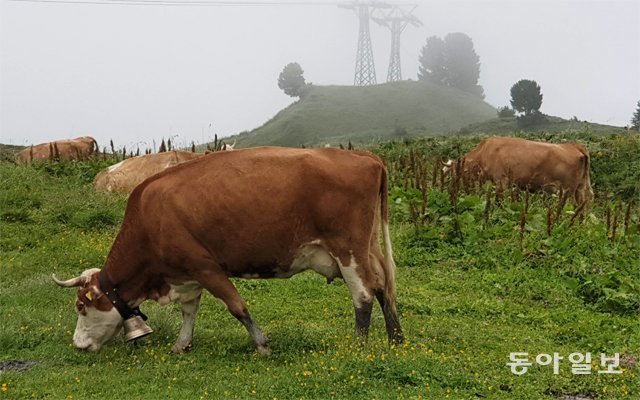 스위스 초원에서 풀을 뜯는 소. 기후변화를 줄이기 위해 고기 섭취를 줄여야 한다는 내용의 보고서가 이달 기후변화에 관한 정부 간 협의체(IPCC)에서 공식 채택됐다. 이정아 동아사이언스 기자 zzunga@donga.com