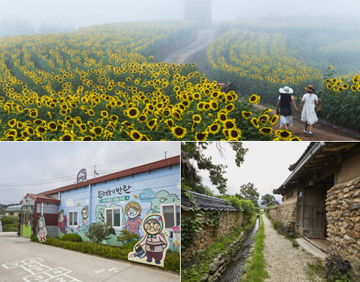 함안 ‘강주해바라기마을’-담양 ‘삼지내마을’-당진 ‘할매마을’(위쪽부터 시계 방향으로). 사진제공｜한국관광공사