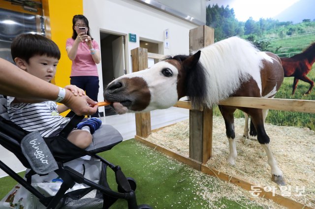 ‘2019 에이팜쇼 창농 귀농 박람회’에서 한 어린이가 말에게 당근을 주고 있다. 
전영한 기자 scoopjyh@donga.com
