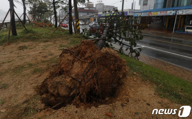 제13호 태풍 ‘링링’이 서해안을 지나 북상 중인 7일 오전 충남 태안군 신진항 한 거리에 나무가 강풍에 쓰러져 있다. 2019.9.7/뉴스1 © News1