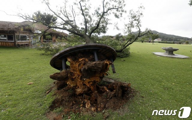 제13호 태풍 ‘링링’이 서해안을 지나 북상 중인 7일 오후 충남 서산시 해미읍성 내 나무가 강풍에 쓰러져 있다. © News1