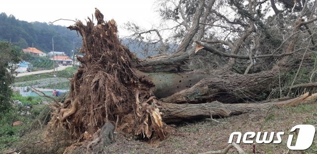 태풍 ‘링링’이 휩쓸고 가며 뿌리째 뽑힌 교동도 인사리 은행나무.(인천녹색연합 제공)© 뉴스1