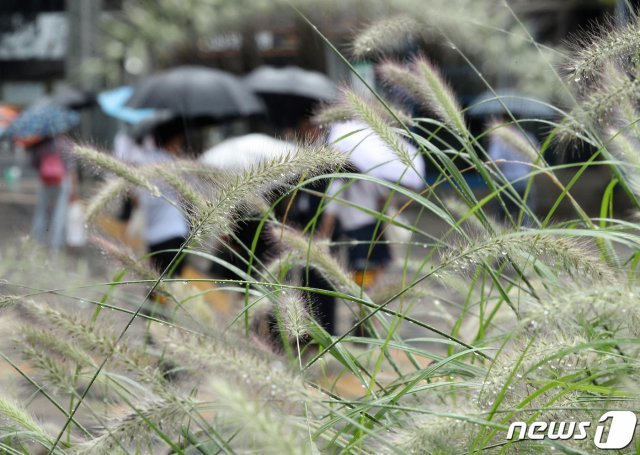 가을 장마(뉴스1DB) © News1