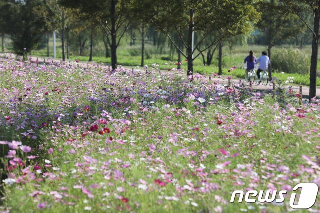 가을 정취를 느끼며 자전거를 타는 사람들의 모습 © News1