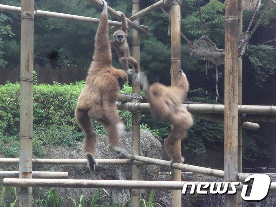 구조물을 타고 노는 흰손긴팔원숭이 가족. (뉴스1DB)