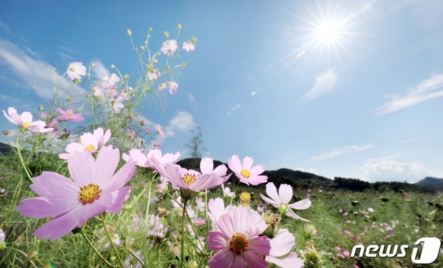 초가을의 청량한 날씨를 나타낸 16일 전북 진안군 농업기술센터에 식재된 코스모스가 푸른 하늘 아래 따스한 햇살을 받으며 가을을 알리고 있다.2019.9.16/뉴스1 © News1