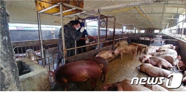 최종원 한강유역환경청장이 돼지 사육 농가를 방문해 돼지 상태를 살펴보고 있다.(한강청 제공) © News1