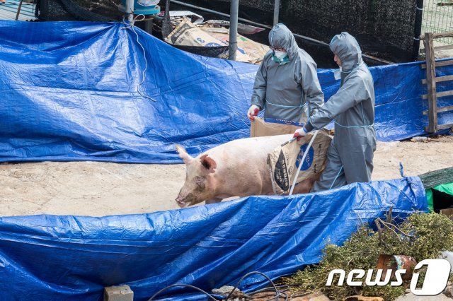 돼지 살처분 장면. (자료사진) 2018.3.27/뉴스1