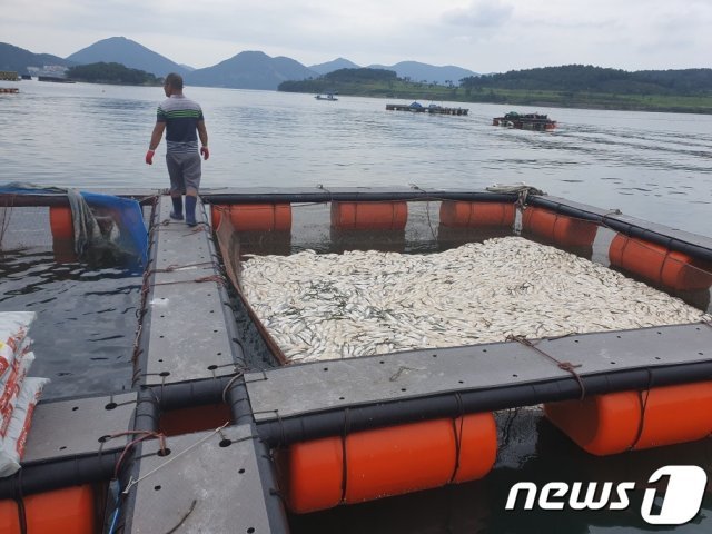 여수 양식어류 집단 폐사.(여수시 제공) © News1