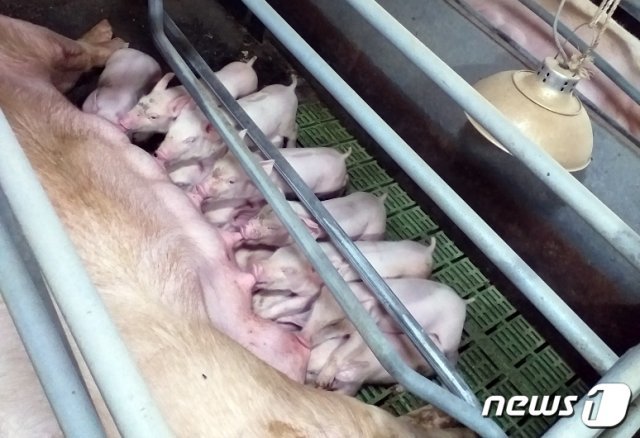 강원 화천군의 한 양돈축사에서 새끼돼지가 어미젖을 먹고 있다.(한상용 대표 제공) © News1