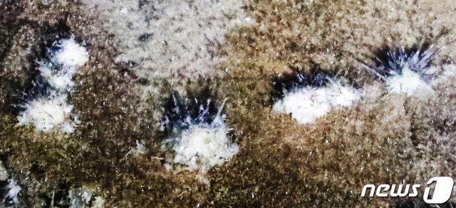 22일 강원 정선군 화암동굴에 석회질 물질이 꽃처럼 자란 하얀 석화가 피어있다. 2019.9.22/뉴스1 © News1