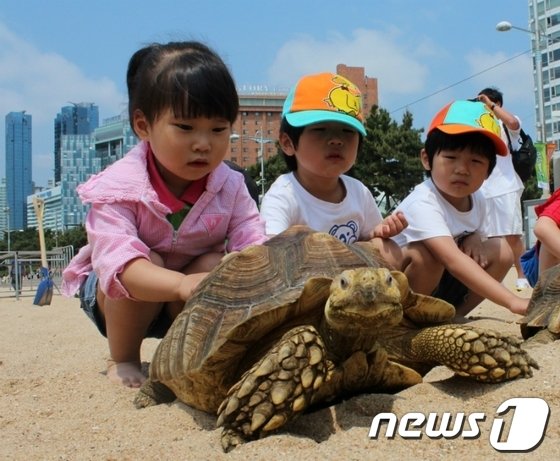 국제적 멸종위기종인 설가타 육지거북. © News1