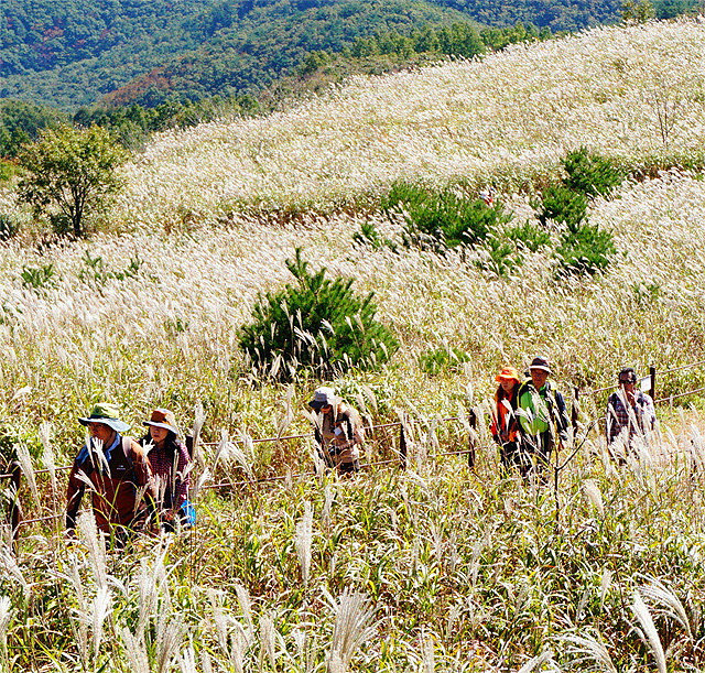 최근 경북 경주시 암곡동 무장산을 찾은 관광객들이 억새밭을 걸으며 가을 정취를 느끼고 있다. 경주시 제공