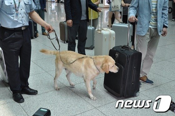 인천공항세관본부 관계자들이 마약 탐지견과 함께 여행가방에 숨겨진 마약을 찾아내는 시범을 보이는 모습. (인천공항세관 제공)