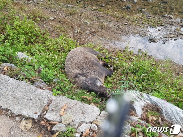 26일 오전 울주군 온양읍 중고산마을 개천서 발견된 멧돼지.(울산지방경찰청 제공) © 뉴스1