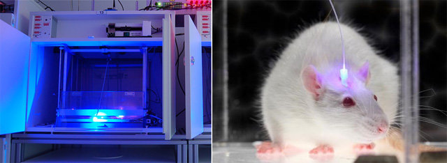 광유전학 실험실의 모습. 오른쪽 사진은 뇌세포 속 물질을 조작하기 위해 쥐에게 빛을 비추고 있는 모습이다. 뇌에 빛을 비추면 세포 및 조직의 활성을 조절하고 관찰할 수 있다. 위키피디아·셀 제공
