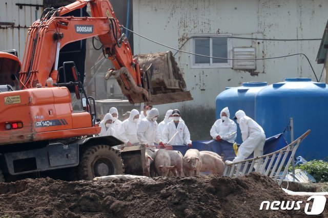 26일 인천 강화군 불은면의 한 양돈 농가에서 아프리카돼지열병(ASF) 확진에 방역 당국이 돼지 살처분 작업을 하고 있다. © News1