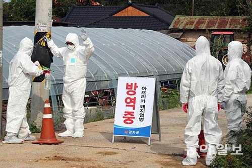 5번째 아프리카돼지열병으로 확진된 인천 강화군 송해면 농장에서 25일 방역을 마친 관계자들이 몸을 소독하고 있다. 인천=양회성 기자 yohan@donga.com