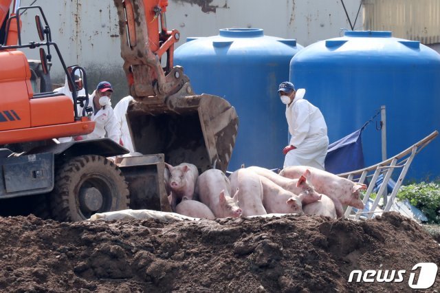 26일 인천 강화군 불은면의 한 양돈 농가에서 아프리카돼지열병(ASF) 확진에 방역 당국이 돼지 살처분 작업을 하고 있다. 농림축산식품부는 지난 24일 정오에 전국에 발령됐던 돼지 일시이동중지명령 기간을 48시간 연장했다. © News1