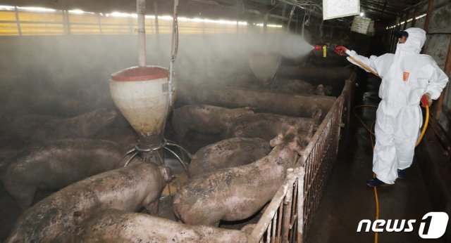 국내에서 처음으로 가축전염병인 아프리카돼지열병(ASF)이 발생한 17일 오후 충남 홍성군 한 돼지농가에서 농가 관계자가 아프키카 돼지열병 확산을 막기 위해 방역활동을 펼치고 있다. 2019.9.17/뉴스1 ⓒ News1