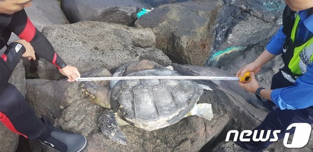 서귀포해양경찰서 관계자들이 30일 오전 제주 서귀포 해안에서 발견된 푸른바다거북 사체를 확인하고 있다.(서귀포해경 제공)© 뉴스1