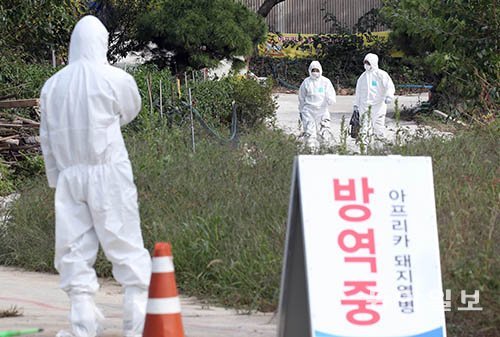 국내 다섯 번째로 아프리카돼지열병 확진 판정을 받아 출입이 금지된 강화군 송해면 양돈농장에서 25일 오후 작업을 마친 수의가가 외부로 나오고 있다. 동아일보DB